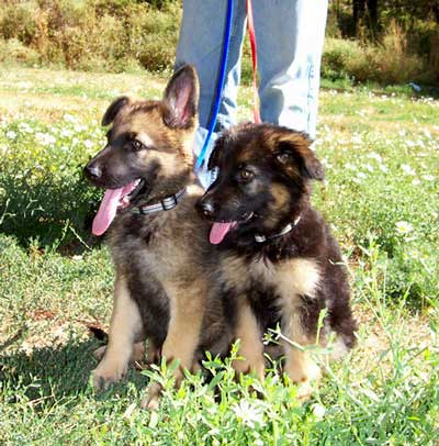 BIG dogs!
