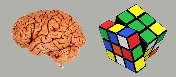 Brain Puzzles